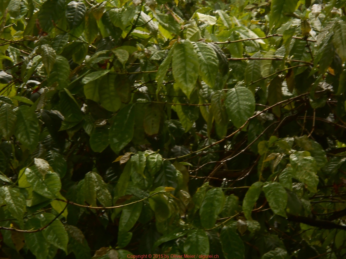Inselrundfahrt am 31.08.2015 Kaffeepflanze ohne Beeren