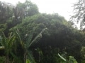 Inselrundfahrt am 31.08.2015 Bäume in der Kaffeepflanzung