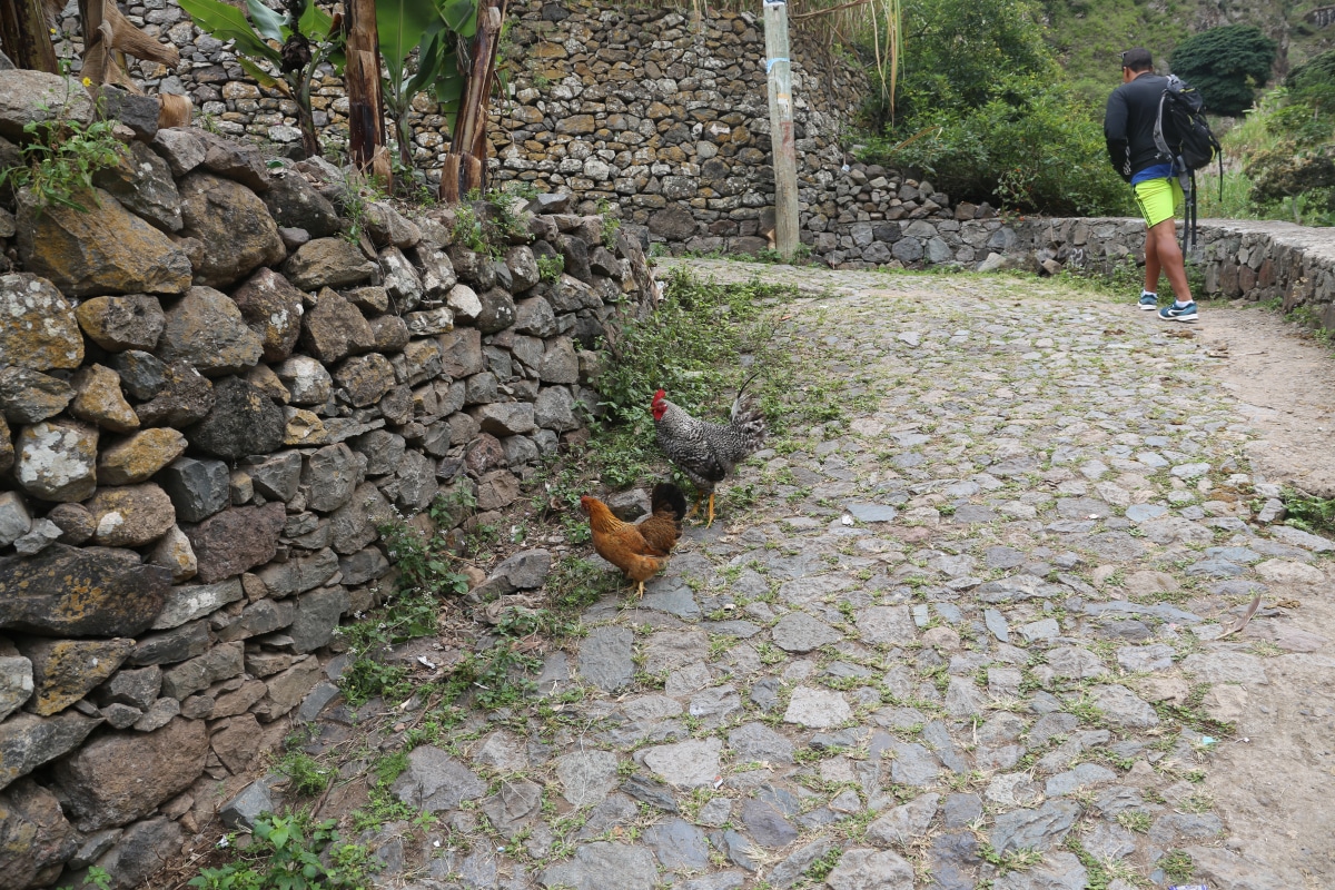 Wanderweg mit Hühnern, Spaziergang im Paul-Tal